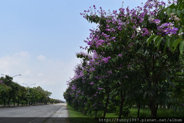 屏東賞花秘境 夏日午後巧遇大花紫薇 鳳凰花浪漫又唯美的夏日風情 微笑的眼