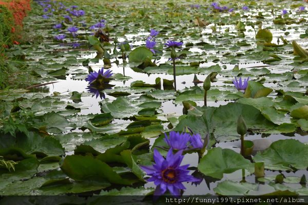 台南白河蓮花季 七彩香水蓮花園可坐大王蓮體驗輕飄飄的感覺 白河蓮花公園大雨過後蓮花帶著雨珠的畫面別有一番美感 微笑的眼 台南白河蓮花季 七彩香水蓮花園可坐大王蓮體驗輕飄飄的感覺 白河蓮花公園大雨過後蓮花帶著雨珠的畫面別有一番美感 微笑的眼