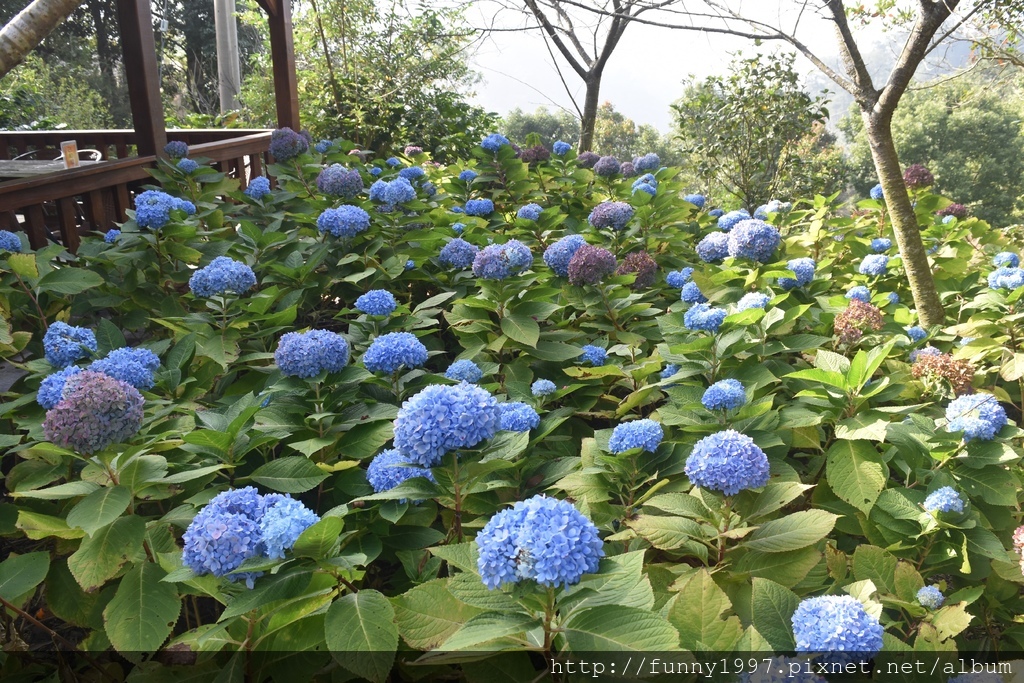 想不到冬天竟然还能看见这麼漂亮的绣球花,真的让人有好惊喜又开心的